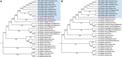 Discovery and vertical transmission analysis of Dabieshan Tick Virus in Haemaphysalis longicornis ticks from Chengde, China